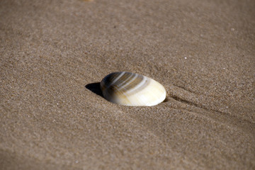 Stockton Australia, wet shell on sandy beach 