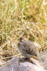 A grey francolin sitting on a rock inside Ranthambore tiger reserve during a wildlife safari