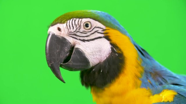 Close-up profile shot of a blue yellow macaw parrot's head on green screen background