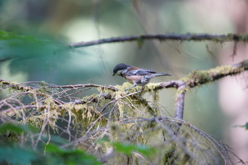 bird on a tree branch