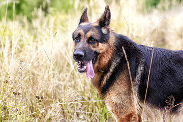 Obraz na płótnie Canvas Dog German Shepherd in a field and yellow grass