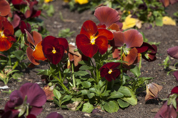 Sydney Australia, flowerbed of red pansy plants
