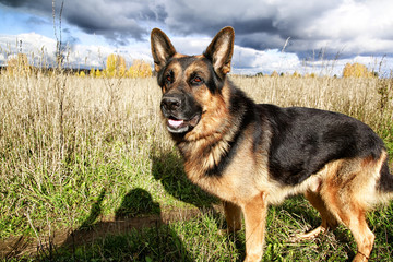 Dog German Shepherd in a field and yellow grass