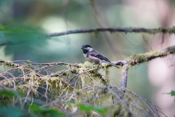 bird on a tree branch