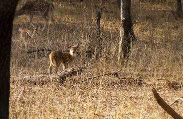 A spotted deer fawn inside ranthambore national park