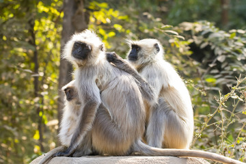 A langur family grooming on a wall inside Ranthambore national park