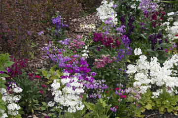 Obraz premium Sydney Australia, garden of early spring flowers