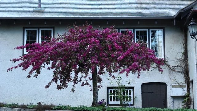 Umbrella shaped bright pink tree in full bloom in front of house