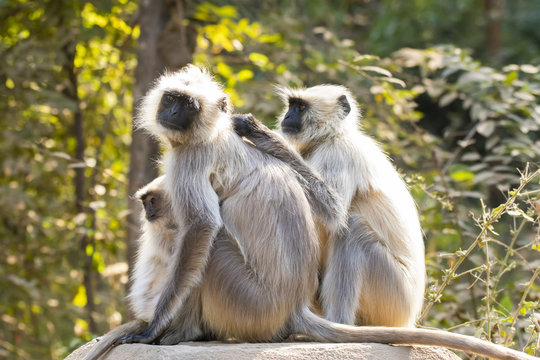 A Langur Family Grooming On A Wall Inside Ranthambore National Park