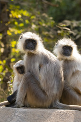 A langur family grooming on a wall inside Ranthambore national park