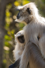 A langur monkey kid looking innocently inside Ranthambore national park
