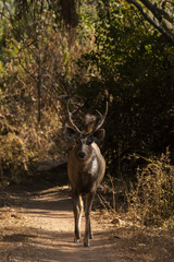 A sambar deer walking head on inside ranthambore national park