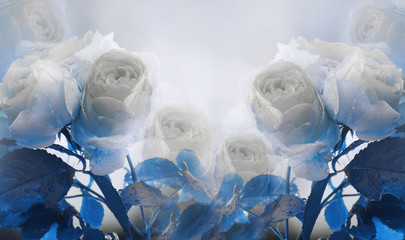 Obrazy na Szkle  Kwiatowy lato biało-dlue piękne tło. Delikatny bukiet białych róż z niebieskimi liśćmi na łodydze po deszczu z kroplami wody. Kompozycja kwiatowa. Kartka z życzeniami. Natura.
