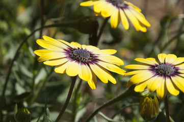 Sydney Australia, Osteospermum Serenity Blue Eyed Beauty flowers