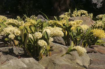 Sydney Australia, rock garden with native yellow sydney rock orchids