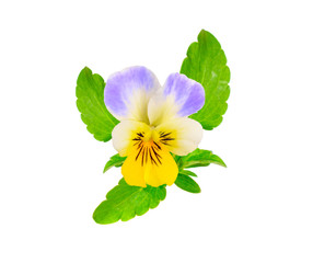 Viola tricolor, also known as Johnny Jump up, heartsease, heart'
