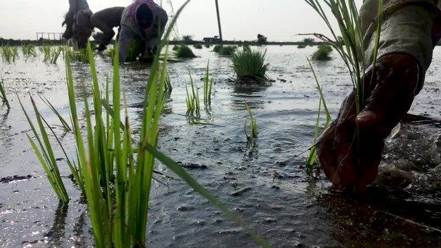 Woman planting paddy sapling in the farmland which filled up with the full of water.