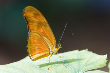 Butterfly on the green leaf.