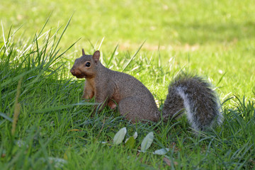 gray squirrel (sciurus carolinensis)