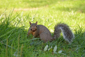 gray squirrel (sciurus carolinensis)