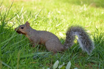 gray squirrel (sciurus carolinensis)
