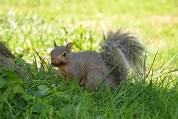 gray squirrel (sciurus carolinensis)