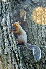 gray squirrel (sciurus carolinensis)