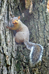gray squirrel (sciurus carolinensis)