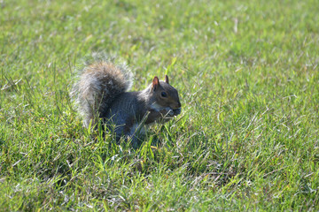 gray squirrel (sciurus carolinensis)