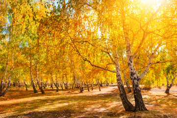 Autumn forest at sunny day. Beautiful autumn landscape