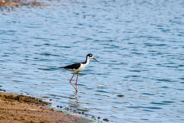 aves 3