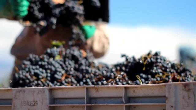 Man drops harvest of grapes in bin