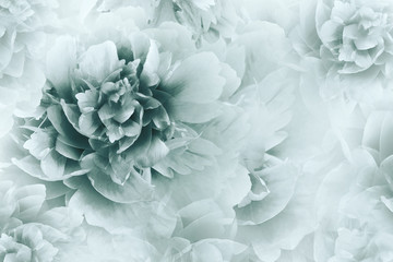 Floral white-turquoise background. Peonies flowers close-up on a transparent halftone light turquoise background. Greeting card. Nature.