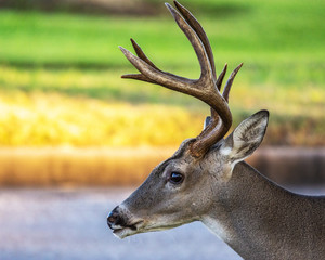 A buck in the late afternoon sunlight by the road!