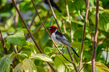 aves colombia
