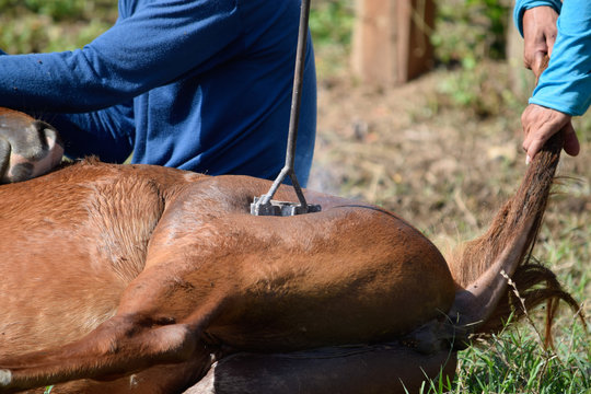 marcacion  caballo