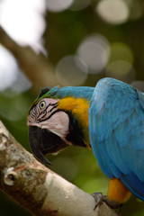 guacamayo 3