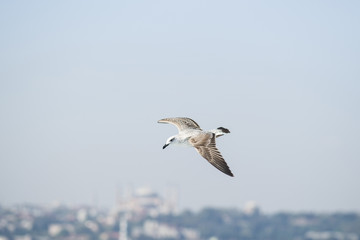 Seagull