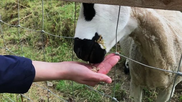 Feeding a sheep with a human hand.