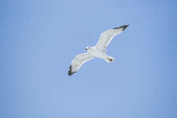 Seagull