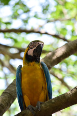 guacamaya © ANDRES