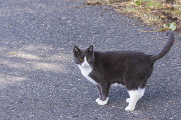 eine weiß graue Katze steht auf einer Strasse