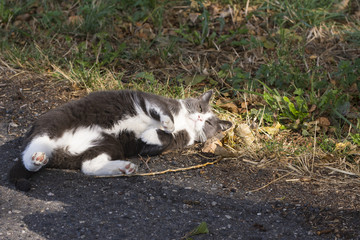 Fototapeta premium eine Katze liegt auf der Strasse