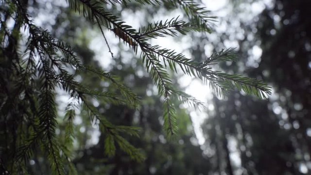Braches of pine trees in a forest, beautiful lights coming through the trees.