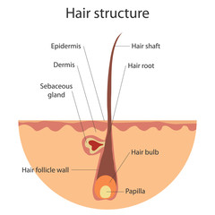 The structure of the hair, growing hair. Flat design, vector illustration, vector.
