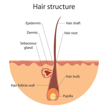 Diagram of hair follicle shape vector illustration isolated on white  background 19981207 Vector Art at Vecteezy