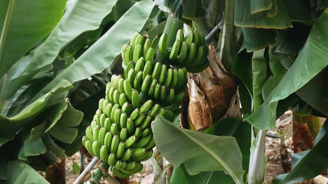 Banana plant with green banana fruits and leafs blown by the wind. Close up filmed panning up.