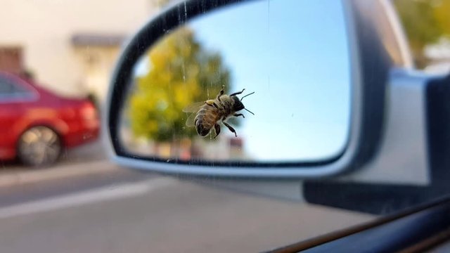 Honeybee walking around on car window with pollen on legs.