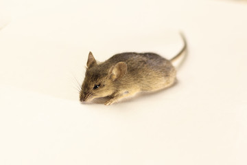 Gray mouse, on a white background, no isolate.