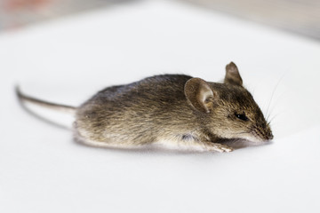 Gray mouse, on a white background, no isolate.